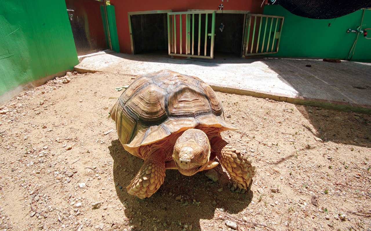 The school is committed to building a green campus, with ecological pools, green fields and shield-armed turtle gardens.