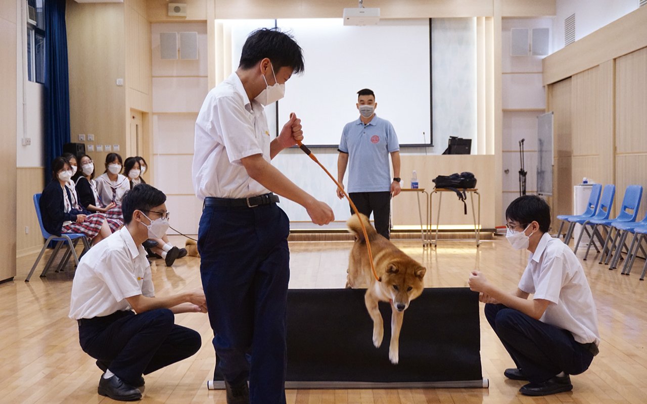 "Pet Pet Buddy" program