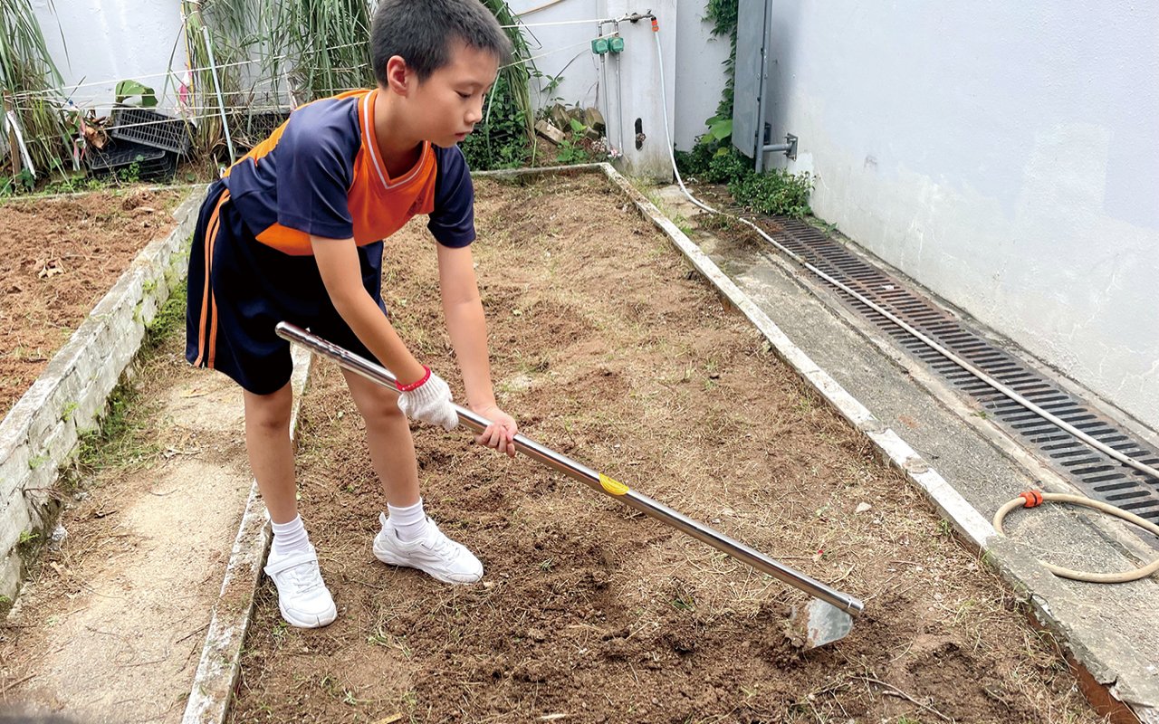 Each class of students is allocated a small piece of farmland and vegetable seeds