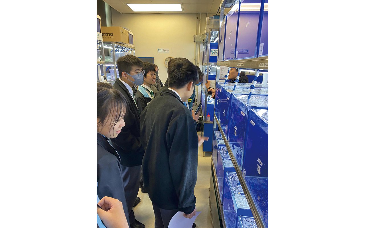 Testing the toxicity of products using “genetically modified mackerel and killifish”
