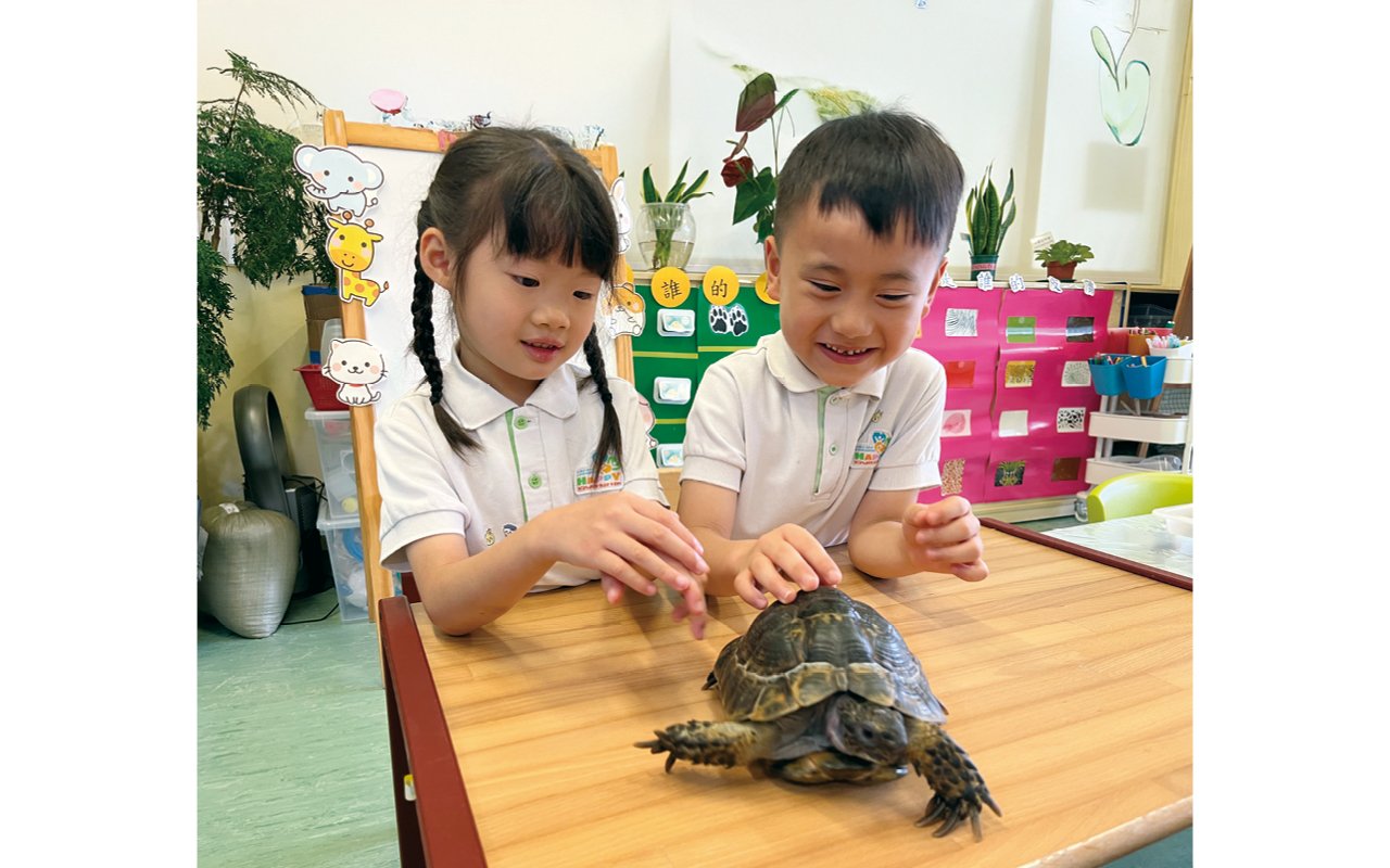 Raised a turtle again